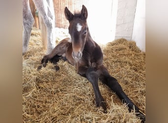 German Sport Horse, Stallion, , Gray-Dark-Tan