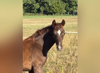 German Sport Horse, Stallion, Foal (04/2026), Grey-Red-Tan