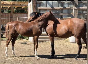 German Sport Horse, Stallion, Foal (04/2026), Grey-Red-Tan