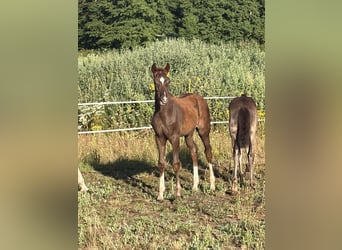 German Sport Horse, Stallion, Foal (04/2026), Grey-Red-Tan