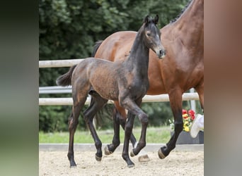 German Sport Horse, Stallion, Foal (04/2025), Grey
