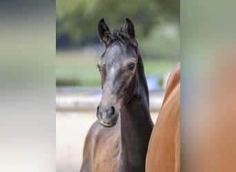 German Sport Horse, Stallion, Foal (04/2025), Grey