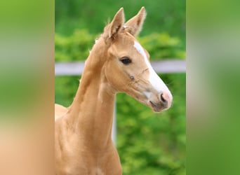 German Sport Horse, Stallion, Foal (05/2024), Palomino