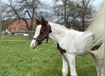 German Sport Horse, Stallion, Foal (03/2024), Pinto