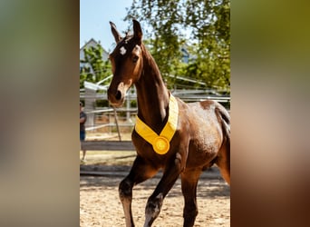 German Sport Horse, Stallion, Foal (04/2026)