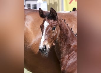 German Sport Horse, Stallion, Foal (05/2025)