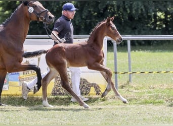 German Sport Horse, Stallion, Foal (05/2025)