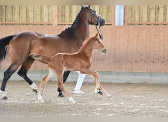 German Sport Horse, Stallion, Foal (05/2024)