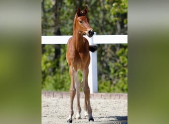 German Sport Horse, Stallion, Foal (01/2024)