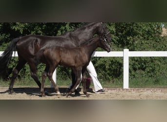 German Sport Horse, Stallion, Foal (05/2026), Smoky-Black