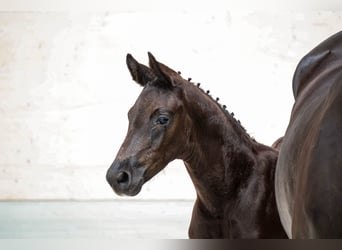 German Sport Horse, Stallion, Foal (05/2026), Smoky-Black