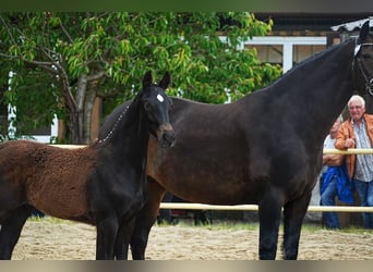 German Sport Horse, Stallion, Foal (02/2026), Smoky-Black