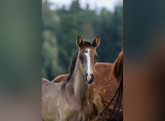 German Sport Horse, Stallion, Foal (05/2024), Smoky-Black