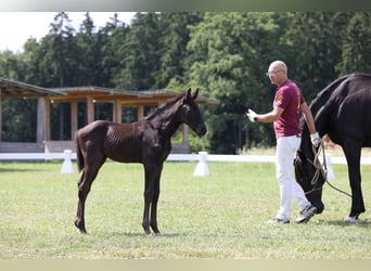 German Sport Horse, Stallion, Foal (05/2025), Smoky-Black