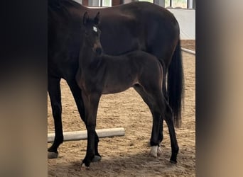 German Sport Horse, Stallion, Foal (05/2026), Smoky-Black