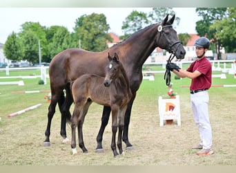 German Sport Horse, Stallion, Foal (05/2026), Smoky-Black
