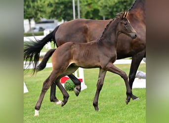German Sport Horse, Stallion, Foal (05/2026), Smoky-Black
