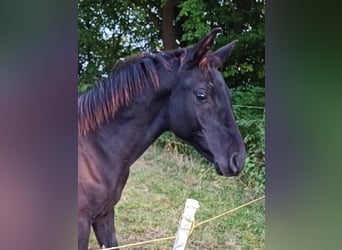 German Sport Horse, Stallion, Foal (03/2024), Smoky-Black