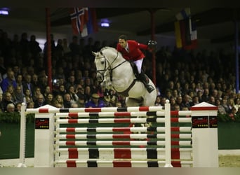 German Sport Horse, Stallion, 18 years, 16.1 hh, Gray