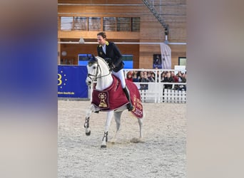 German Sport Horse, Stallion, 19 years, 16,1 hh, Gray