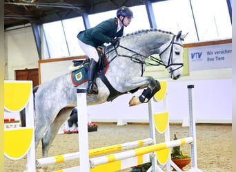 German Sport Horse, Stallion, 4 years, 16.1 hh, Gray