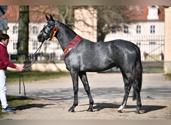 German Sport Horse, Stallion, 6 years, 16,2 hh, Grey