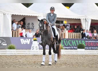 German Sport Horse, Stallion, 6 years, 16,2 hh, Grey