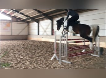 German Sport Horse, Stallion, 9 years, 15,2 hh, Pinto