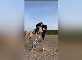 German Sport Horse, Stallion, 9 years, 15,2 hh, Pinto