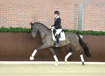 German Sport Horse, Stallion, 6 years, 16.3 hh, Smoky-Black