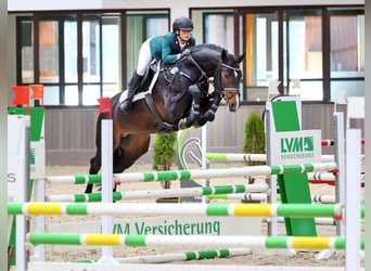 German Sport Horse, Stallion, 6 years, 16 hh, Smoky-Black