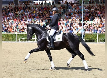 German Sport Horse, Stallion, 4 years, 16,1 hh, Smoky-Black