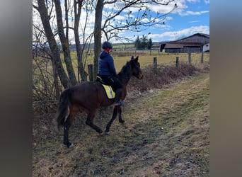 German Trotter, Gelding, 10 years, 15.2 hh, Brown