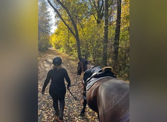 German Trotter, Gelding, 10 years, 15,2 hh, Brown