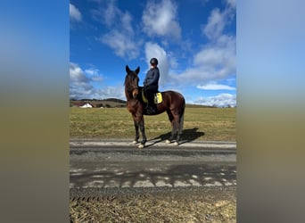 German Trotter, Gelding, 10 years, 15,2 hh, Brown
