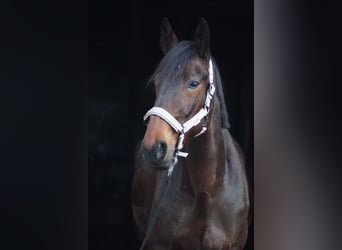 German Trotter, Gelding, 10 years, 16 hh, Bay-Dark