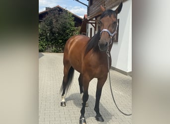 German Trotter, Gelding, 10 years, 16 hh, Brown