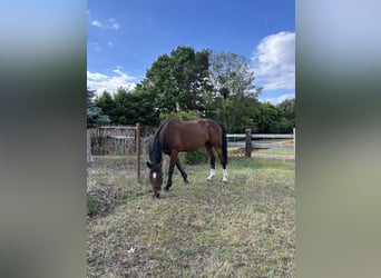 German Trotter, Gelding, 10 years, 16 hh, Brown