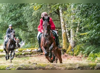 German Trotter, Gelding, 11 years, 16.2 hh, Bay-Dark