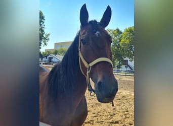 German Trotter, Gelding, 12 years, 15,2 hh, Brown