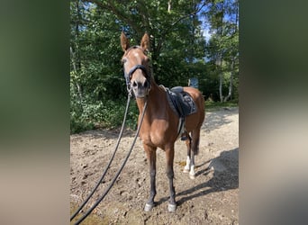 German Trotter, Gelding, 12 years, 15.2 hh, Brown