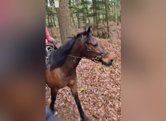 German Trotter, Gelding, 12 years, 16 hh, Brown