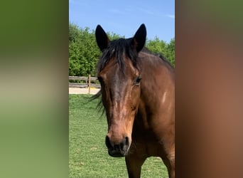 German Trotter, Gelding, 12 years, 16 hh, Brown