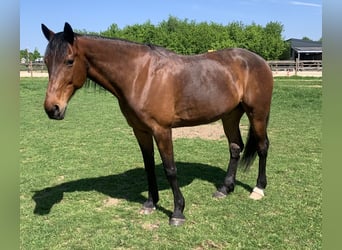 German Trotter, Gelding, 12 years, 16 hh, Brown