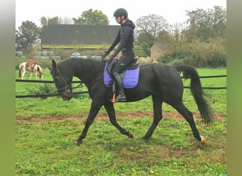 German Trotter, Gelding, 14 years, 16 hh, Black