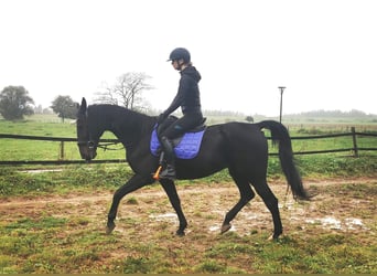 German Trotter, Gelding, 14 years, 16 hh, Black