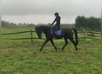 German Trotter, Gelding, 14 years, 16 hh, Black