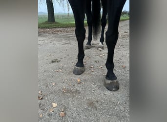 German Trotter, Gelding, 14 years, 16 hh, Black