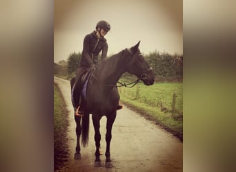 German Trotter, Gelding, 14 years, 16 hh, Black