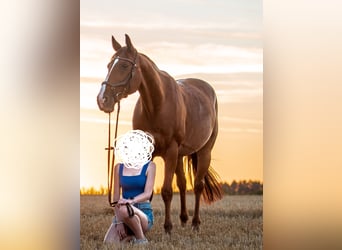 German Trotter, Gelding, 15 years, 16 hh, Chestnut-Red